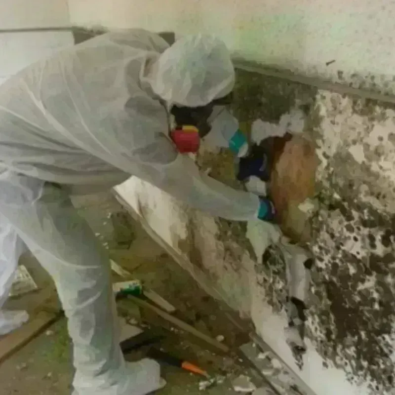 Mold Remediation and Removal in Hoisington, KS